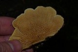 Tapinella panuoides image