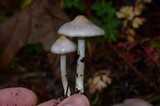 Inocybe ionocephala image