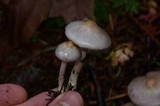 Inocybe ionocephala image