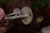 Inocybe ionocephala image