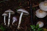 Inocybe ionocephala image
