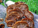 Phellinus gilvus image