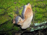 Phellinus tremulae image