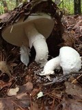 Amanita polypyramis image