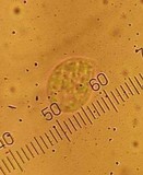 Mycena galericulata image