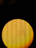 Mycena galericulata image