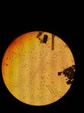 Lepista aeruginosa image