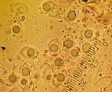 Lepista aeruginosa image