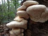 Sarcodontia pachyodon image