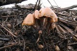 Psilocybe pelliculosa image