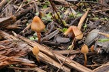 Psilocybe pelliculosa image