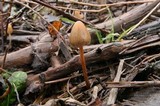 Psilocybe pelliculosa image
