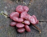 Ascocoryne sarcoides image