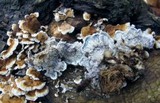 Plicaturopsis crispa image