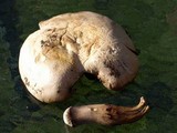 Agaricus osecanus image