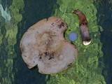 Agaricus osecanus image