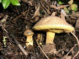 Suillus fuscotomentosus image
