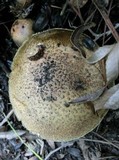 Suillus fuscotomentosus image