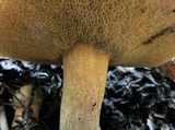 Suillus fuscotomentosus image