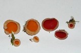 Sarcoscypha austriaca image