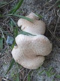 Neolentinus lepideus image