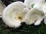 Royoporus badius image