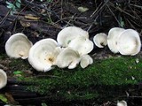 Royoporus badius image
