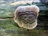 Poronidulus conchifer image