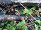 Psilocybe pelliculosa image