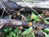 Psilocybe pelliculosa image