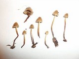 Psilocybe pelliculosa image