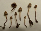 Psilocybe pelliculosa image