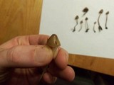 Psilocybe pelliculosa image