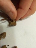 Psilocybe pelliculosa image