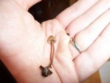 Psilocybe pelliculosa image