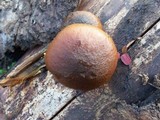Gymnopilus liquiritiae image