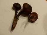 Gymnopilus liquiritiae image