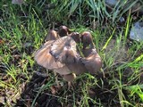 Parasola auricoma image