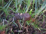 Parasola auricoma image