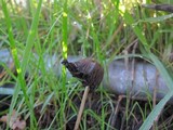 Parasola auricoma image