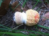 Amanita persicina image