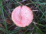 Amanita persicina image