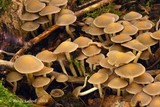 Psathyrella saccharinophila image