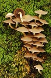 Psathyrella saccharinophila image