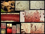 Psathyrella saccharinophila image