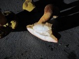 Boletus subtomentosus image