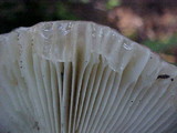 Russula cyanoxantha image