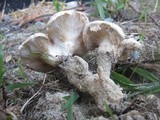 Neolentinus lepideus image