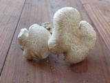 Neolentinus lepideus image