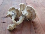 Neolentinus lepideus image
